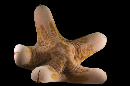 picture of Giant Kenya Starfish Lrg                                                                             Choriaster granulatus