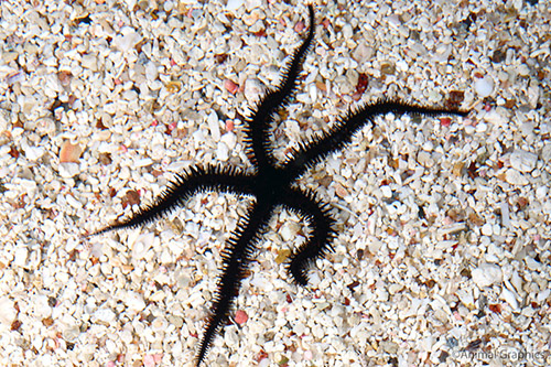 picture of Red Brittle Starfish Med                                                                             Ophiocomina sp.