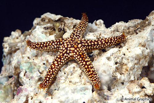 picture of Blonde Starfish Atlantic Sml                                                                         Asterias rubens