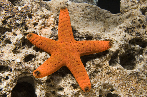 picture of Dark Red Starfish Sml                                                                                Fromia sp.