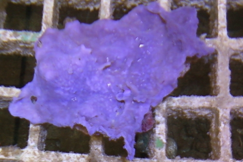 picture of Metallic Purple Sponge Med                                                                           Hymedesmia sp.