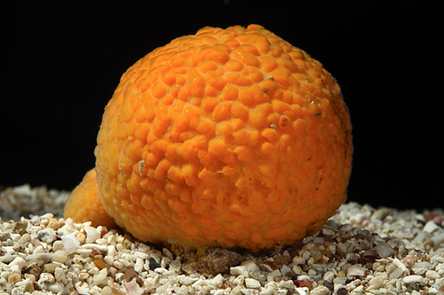 picture of Orange Ball Sponge Sml                                                                               Cinachyra alloclada