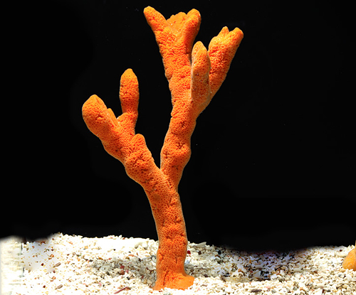 picture of Orange Tree Sponge Sml                                                                               Ptilocaulis sp.