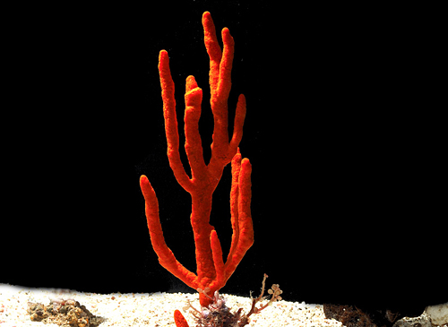 picture of Red Tree Sponge Sml                                                                                  Axinella sp.