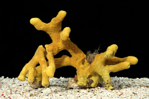 picture of Yellow Rope Sponge Sml                                                                               Aplysina fulva