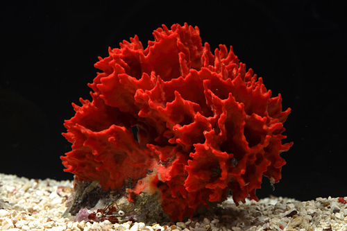 picture of Red Ridge Sponge Lrg                                                                                 Porifera sp.