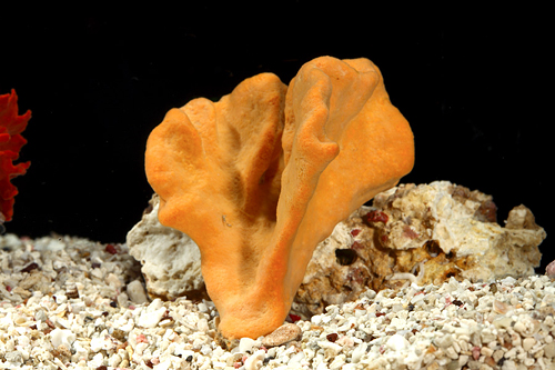 picture of Assorted Sponge I/O Lrg                                                                              Axinellida spp.