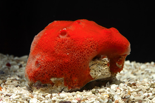 picture of Red Ball Sponge Bali Sml                                                                             Pseudaxinella lunaecharta