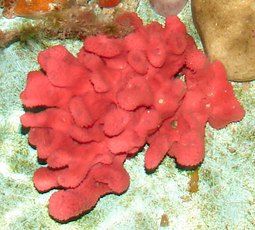picture of Red Tube Sponge Med                                                                                  Mycale laxissima