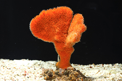 picture of Red Fan Sponge Sml                                                                                   Phyllospongia sp.