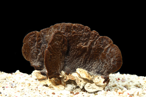 picture of Black Tunicate Med                                                                                   Eudistoma obscuratum