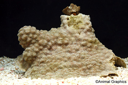 picture of Assorted Encrusting Sponge Sml                                                                       Spongia sp.
