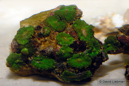 picture of Green Mushroom Rock Sml                                                                              Actinodiscus sp.