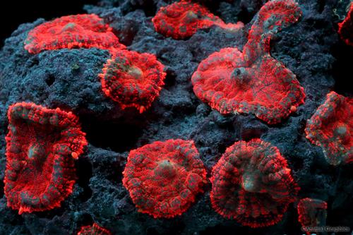 picture of Red Color Ring Mushroom Rock Sml                                                                     Discosoma sp. on Scleractinia sp.