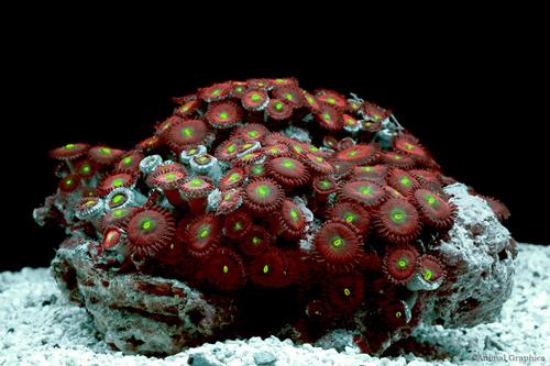 picture of Green Button Polyps Med                                                                              Protopalythoa sp.