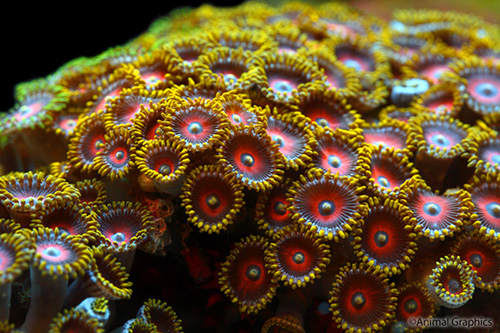 picture of Assorted Zoanthid Polyps Lrg                                                                         Zoanthus spp.