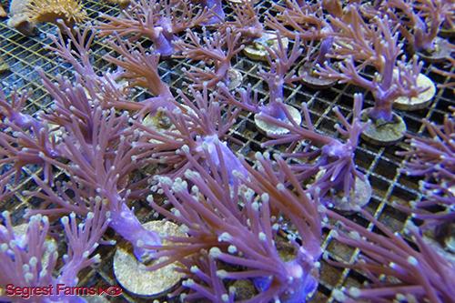 picture of Violet Cespitularia Polyp Aquacultured Sml                                                           Cespitularia sp.