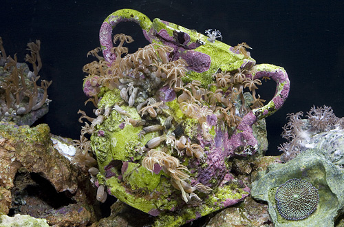 picture of Resin Pottery With Coral Culture Med                                                                 Coralline  algae on resin