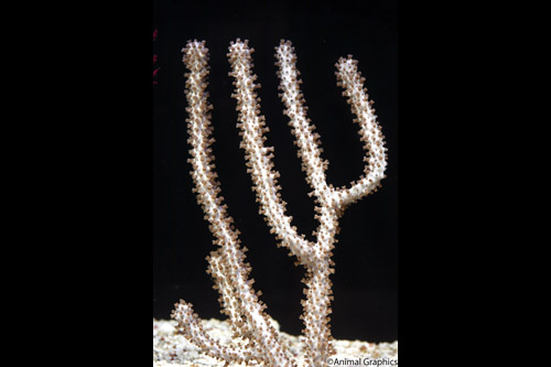 picture of Gongonian Coral Sml                                                                                  Plexaurella sp.