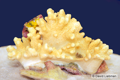 picture of Yellow Leather Coral Med                                                                             Sarcophyton sp.