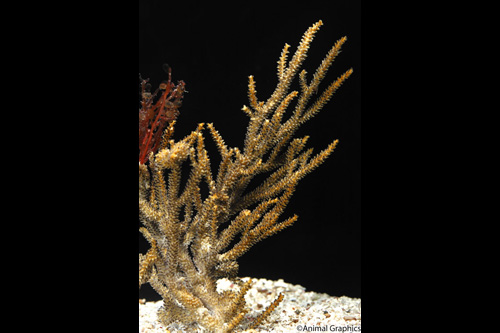 picture of Spiny Gorgonian Med                                                                                  Gorgonian sp