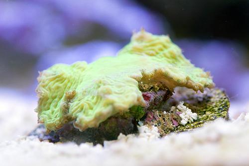 picture of Toxic Green Cabbage Leather Coral Aquacultured Frag                                                  Sinularia brassica
