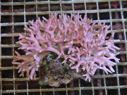picture of Bird's Nest Coral Med                                                                                Seriatopora hystrix