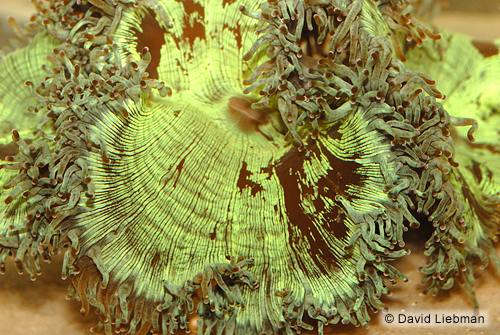 picture of Elegance Coral Lrg                                                                                   Catalaphyllia jardinei