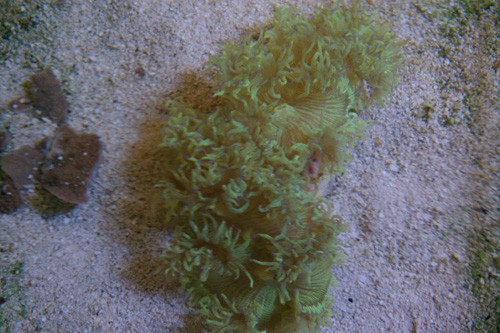 picture of Elegance Coral Shw                                                                                   Catalaphyllia jardinei