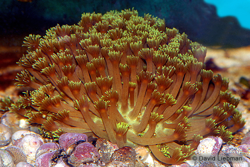 picture of Green Goniopora Flowerpot Coral Lrg                                                                  Goniopora lobata
