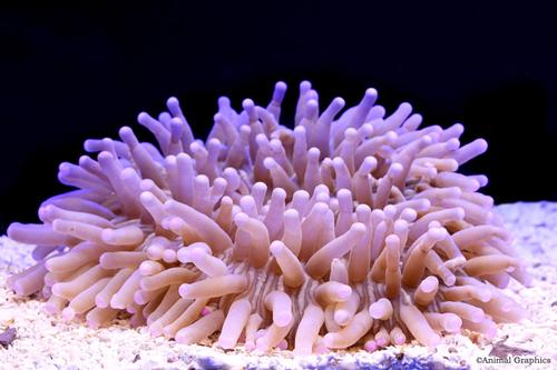 picture of Pink Long Tentacle Plate Coral Med                                                                   Heliofungia actiniformis