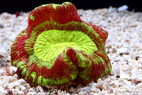picture of Red Open Brain Coral Med                                                                             Trachyphyllia geoffroyi