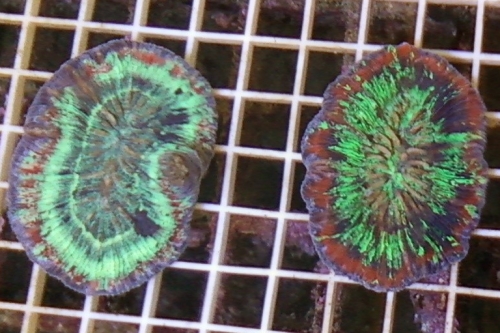 picture of Ultra Color Red Open Brain Coral Med                                                                 Trachyphyllia geoffroyi