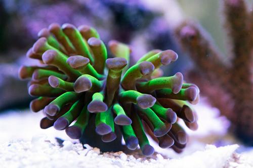 picture of Green Hammer Coral Aquacultured Frag                                                                 Euphyllia ancora