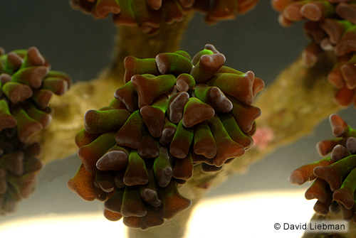 picture of Branching Hammer Coral Med                                                                           Euphyllia parancora