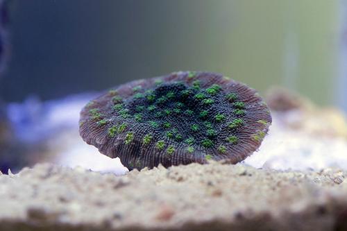 picture of Hollywood Stunner Chalice Coral Aquacultured Frag                                                    Echinophyllia lamellosa