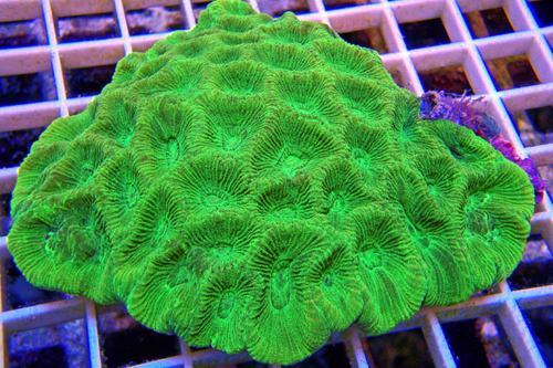 picture of Favia Irish Moss Coral Med                                                                           Goniastrea sp.