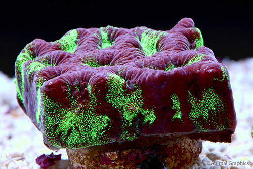picture of Favia Brain Coral Frag                                                                               Favites  species