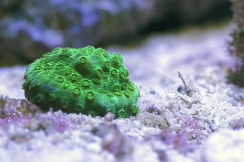 picture of Green Cyphastrea Aquacultured Frag                                                                   Cyphastrea sp.