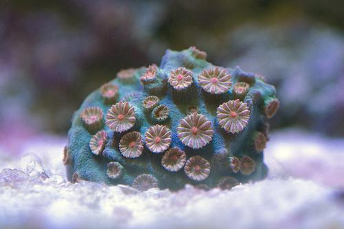 picture of Meteor Shower Cyphastrea Coral Aquacultured Frag                                                     Cyphastrea sp.