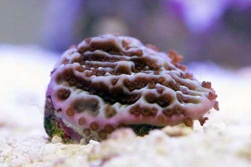 picture of Purple Montipora Undata Coral Aquacultured Frag                                                      Montipora undata