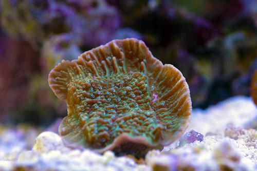 picture of Blue Polyp Montipora Capricornis Coral Aquacultured Frag                                             Montipora capricornis
