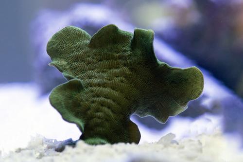 picture of Pavona Lettuce Coral Aquacultured Frag                                                               Pavona decussatus