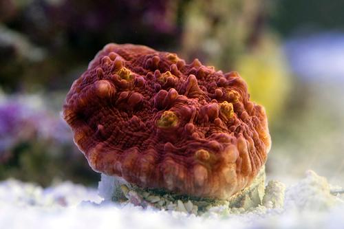 picture of Golden Eye Chalice Coral Aquacultured Frag                                                           Echinophyllia sp.