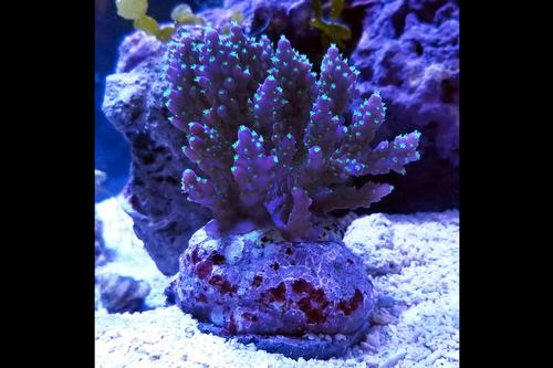 picture of Blue Acropora Coral Indonesia Maricultured Med                                                       Acropora sp.