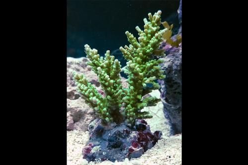 picture of Green Acropora Coral Indonesia Maricultured Med                                                      Acropora sp.
