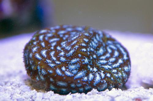 picture of Blue Eye Leptoseris Coral Aquacultured Frag                                                          Leptoseris sp.