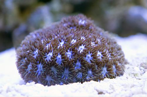 picture of Silver Eye Leptastrea Coral Aquacultured Frag                                                        Leptastrea sp.