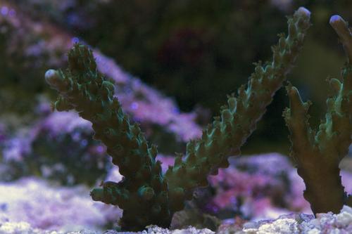 picture of Turquoise Staghorn Coral Aquacultured Frag                                                           Acropora sp.