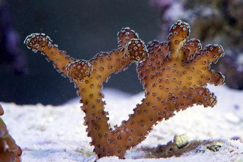picture of Stylophora Coral Aquacultured Frag                                                                   Stylophora sp.